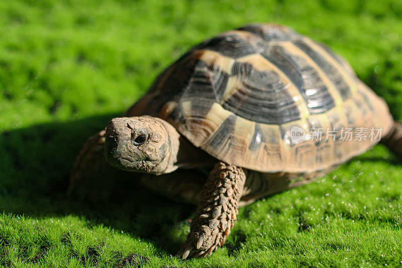 特写图像被捕获的赫尔曼的乌龟(Testudo hermanni)走在户外的苔藓法律在阳光下，健康的乌龟吃，宠物指南和照顾的概念